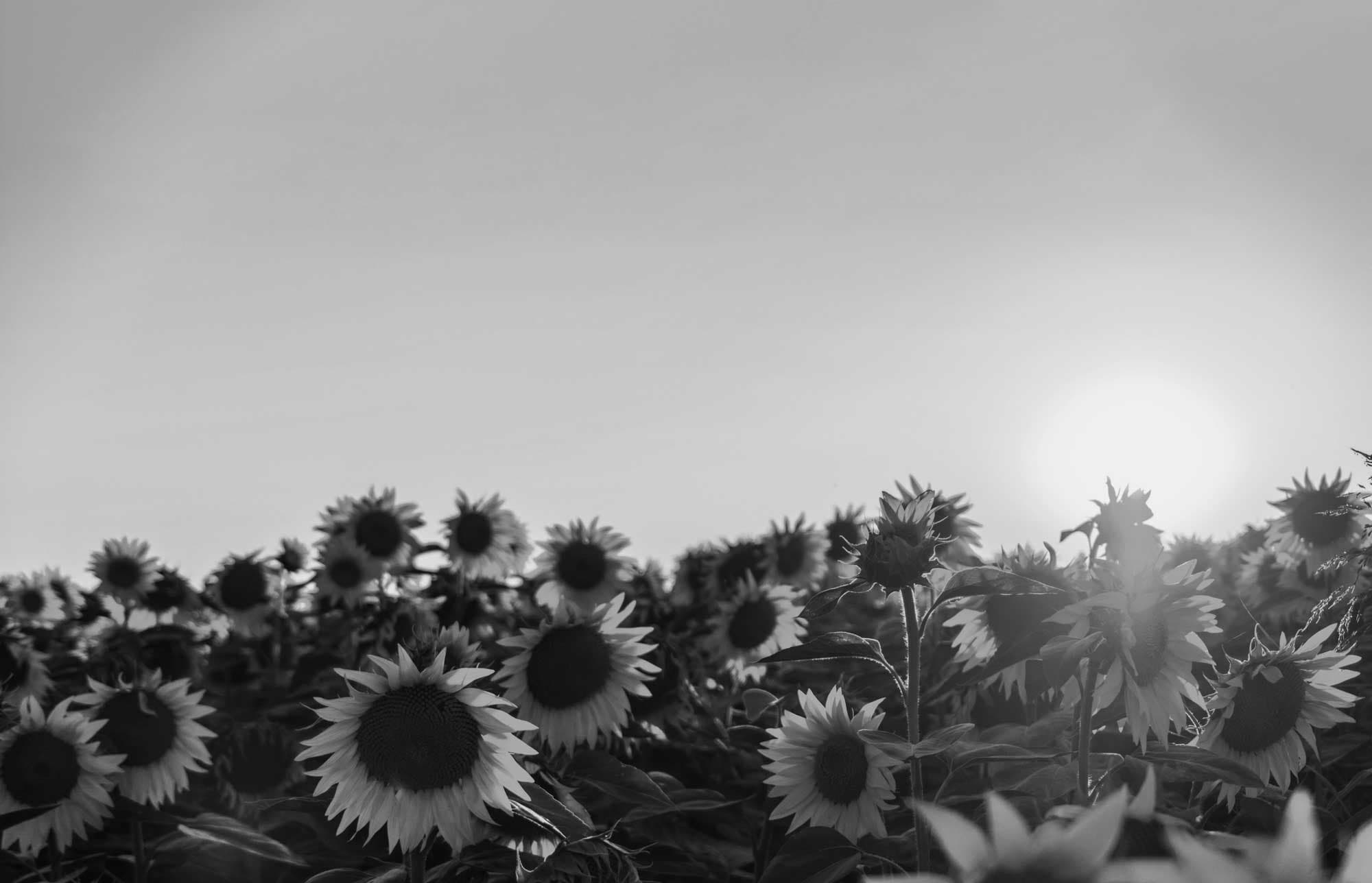 Godfond &ndash; Hem &ndash; Aktiesparande som gor gott Godfond Solros falt opt